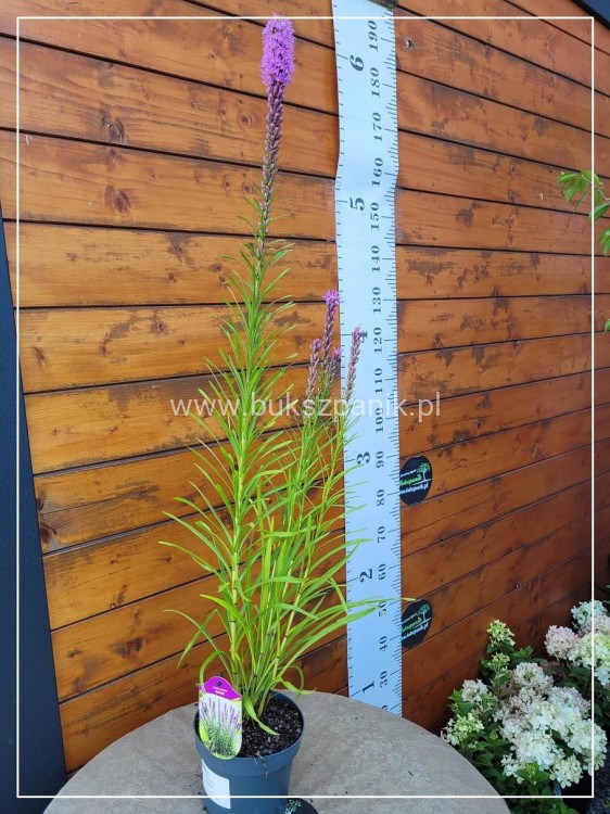 Liatra kłosowa 'Kobold'- Liatris spicata