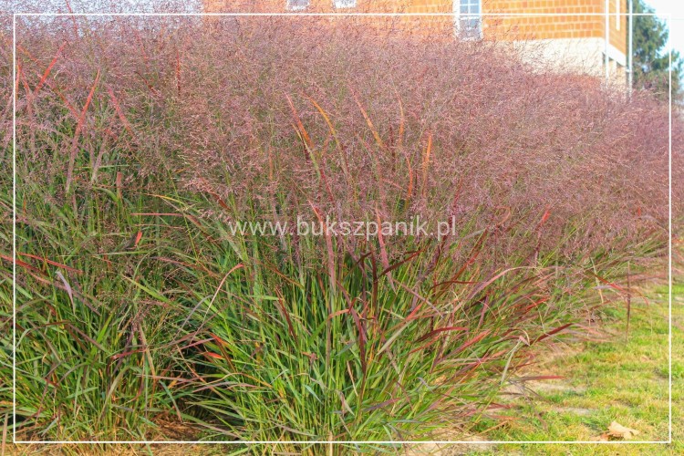 Proso rózgowate- Panicum Virgatum Squaw C3l