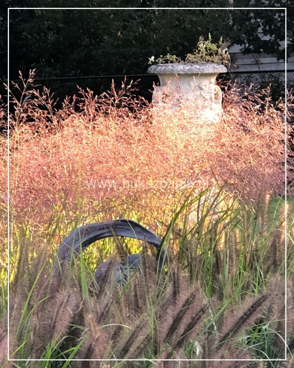 Proso rózgowate- Panicum Virgatum Squaw C3l