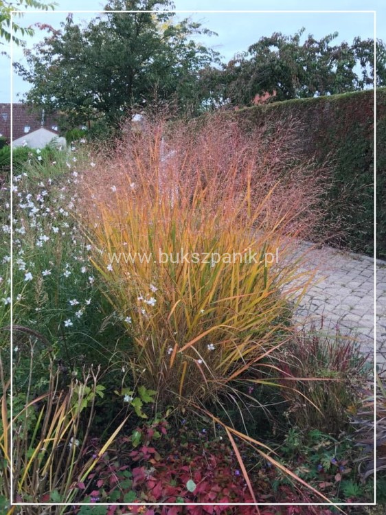 Proso rózgowate- Panicum Virgatum Squaw C3l