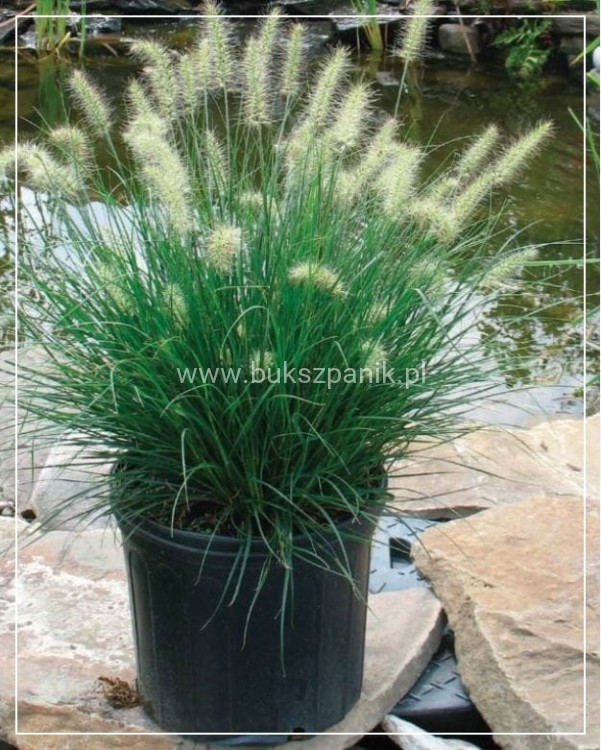 lRozplenica japońska/ Piórkówka 'Little Bunny'-Pennisetum alopecuroides