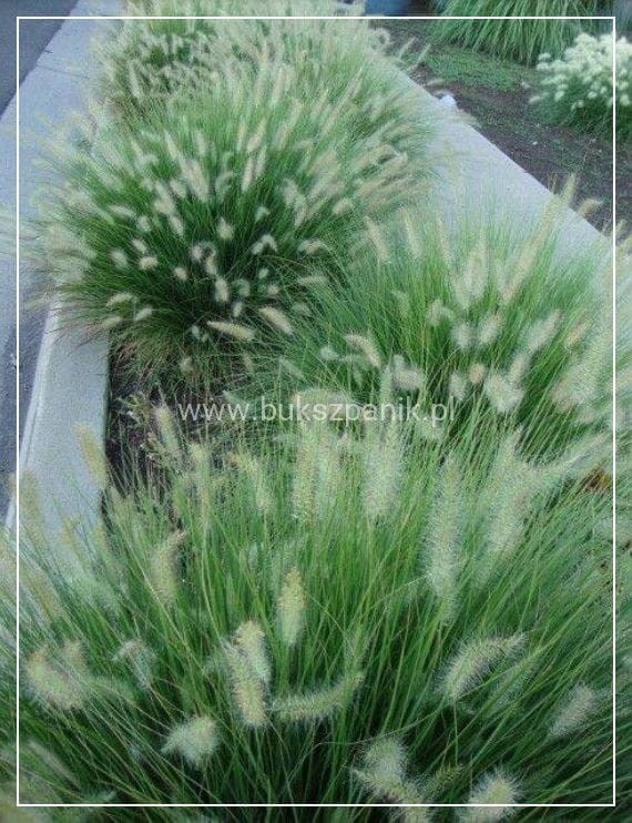 Rozplenica japońska/ Piórkówka 'Little Bunny'-Pennisetum alopecuroides