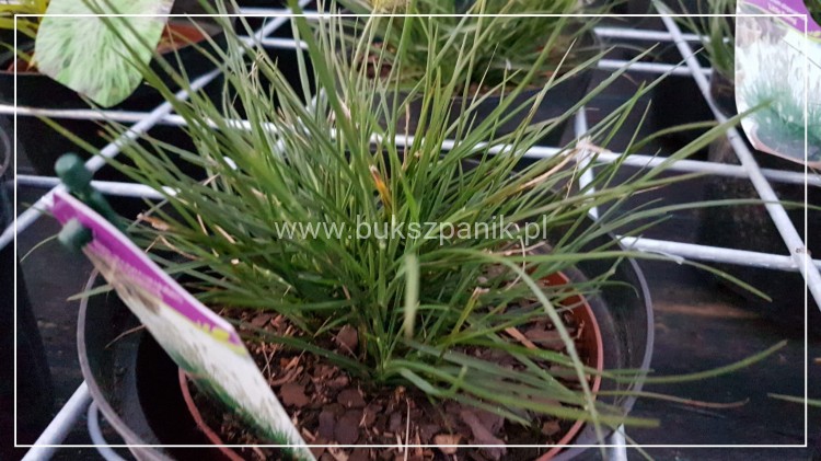 Rozplenica japońska/ Piórkówka 'Little Bunny'-Pennisetum alopecuroides