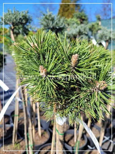 Sosna Górska kosodrzewina Mops na pniu 80-90cm- Pinus mugo (