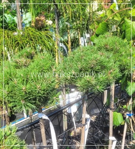 Sosna Górska kosodrzewina Mops na pniu 80-90cm- Pinus mugo (