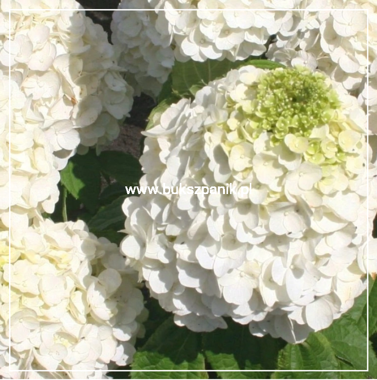 Hortensja bukietowa 'Magical Mont Blanc' Hydrangea paniculata C5l