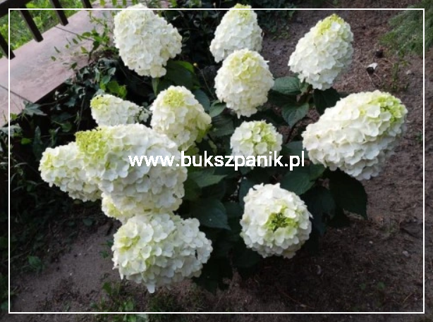 Hortensja bukietowa 'Magical Mont Blanc' Hydrangea paniculata C5l