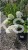Hortensja bukietowa 'Magical Mont Blanc' Hydrangea paniculata C5l