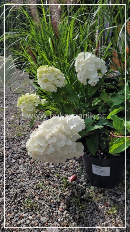 Hortensja bukietowa 'Magical Mont Blanc' Hydrangea paniculata C5l