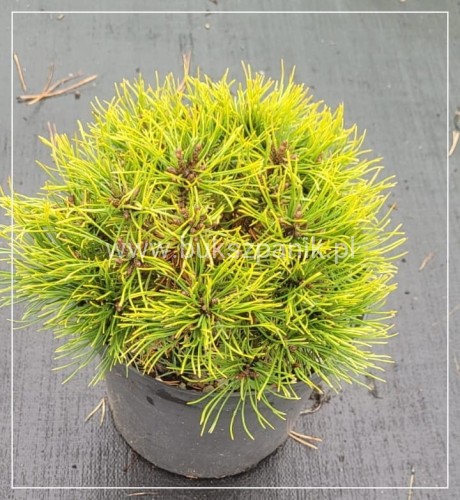 Sosna kosodrzewina 'Ophir' - Pinus mugo C5l