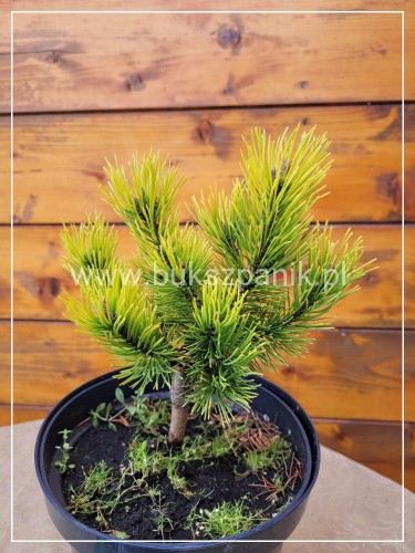 Sosna kosodrzewina 'Ophir' - Pinus mugo C5l