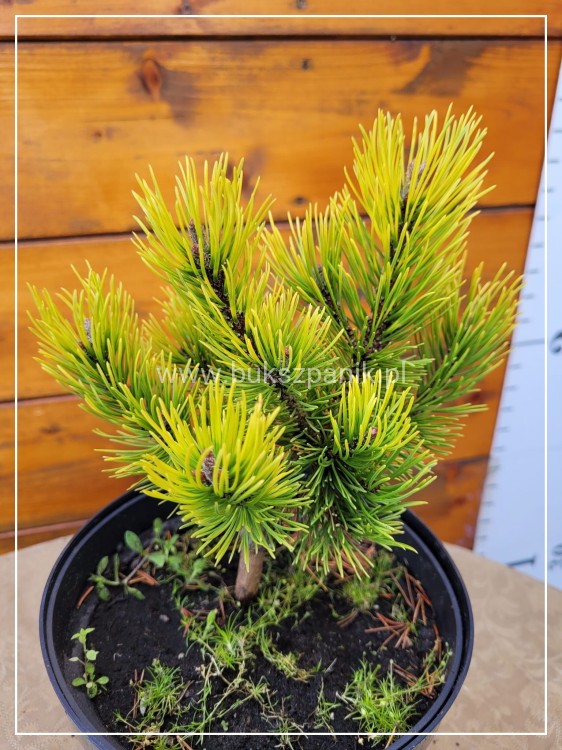 Sosna kosodrzewina 'Ophir' - Pinus mugo C5l