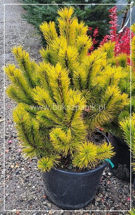 Sosna górska syn. Kosodrzewina Winter Gold - wys. 70 cm- Pinus Mugo