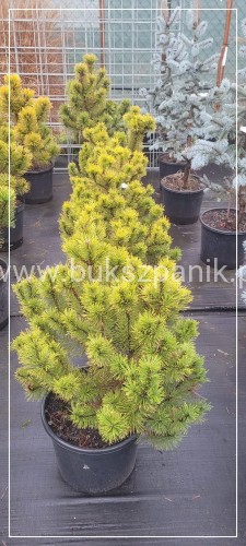 Sosna górska syn. Kosodrzewina Winter Gold - wys. 70 cm- Pinus Mugo