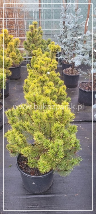 Sosna górska syn. Kosodrzewina Winter Gold - wys. 70 cm- Pinus Mugo