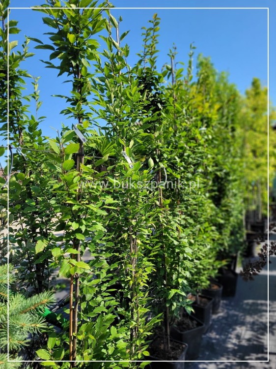 Grab pospolity FASTIGIATA - Carpinus betulus 300/+cm ob. 8-10cm C20-27l
