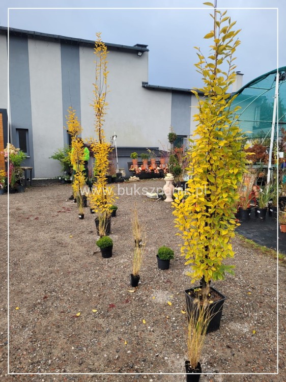 Grab pospolity FASTIGIATA - Carpinus betulus 300/+cm ob. 8-10cm C20-27l