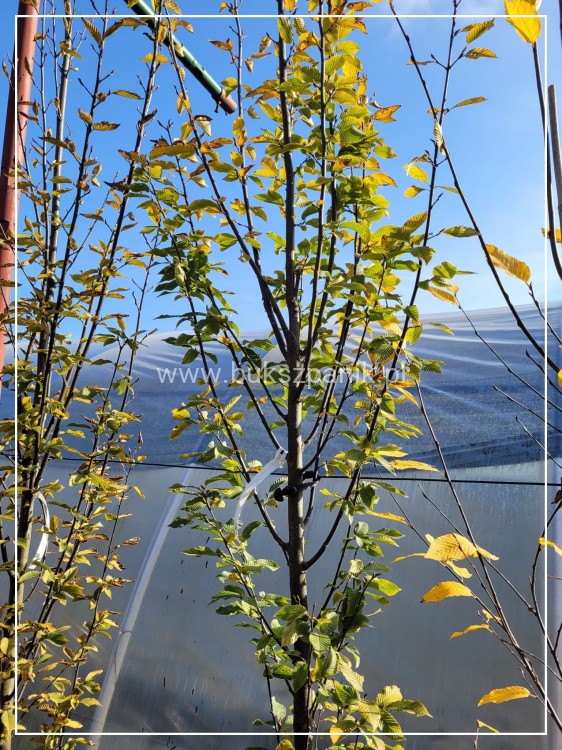 Grab pospolity FASTIGIATA - Carpinus betulus 300/+cm ob. 8-10cm C20-27l