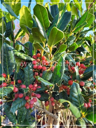 Ostrokrzew kolczasty- (Ilex aquifolium) zielony