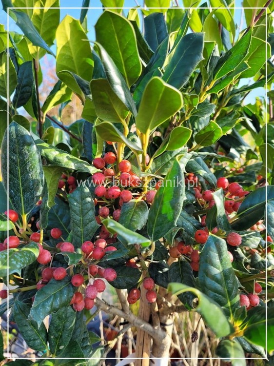 Ostrokrzew kolczasty- (Ilex aquifolium) zielony