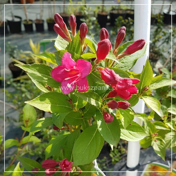 Krzewuszka BRISTOL RUBY - WEIGELA różowo-czerwona