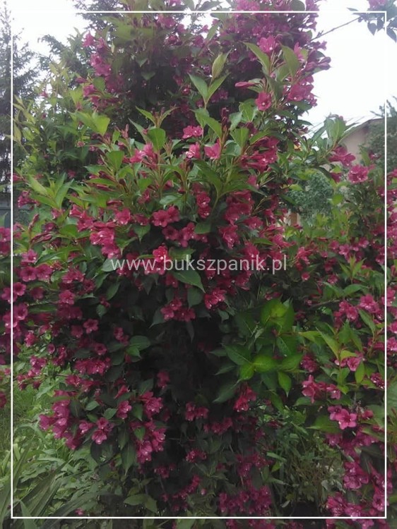 Krzewuszka BRISTOL RUBY - WEIGELA różowo-czerwona