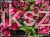 Krzewuszka BRISTOL RUBY - WEIGELA różowo-czerwona
