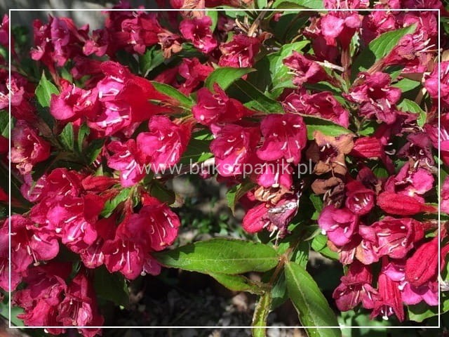 Krzewuszka BRISTOL RUBY - WEIGELA różowo-czerwona