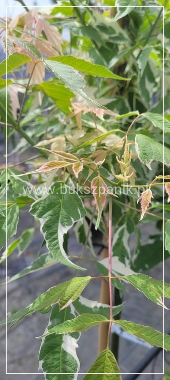 Klon jesionolistny 'Flamingo' Acer negundo- PA 110-120cm