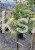 Klon jesionolistny 'Flamingo' Acer negundo- PA 110-120cm