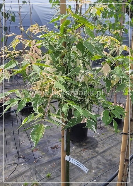 Klon jesionolistny 'Flamingo' Acer negundo- PA 110-120cm