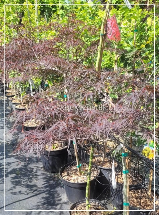 Klon Palmowy FIRECRACKER - Acer palmatum PA70-90cm