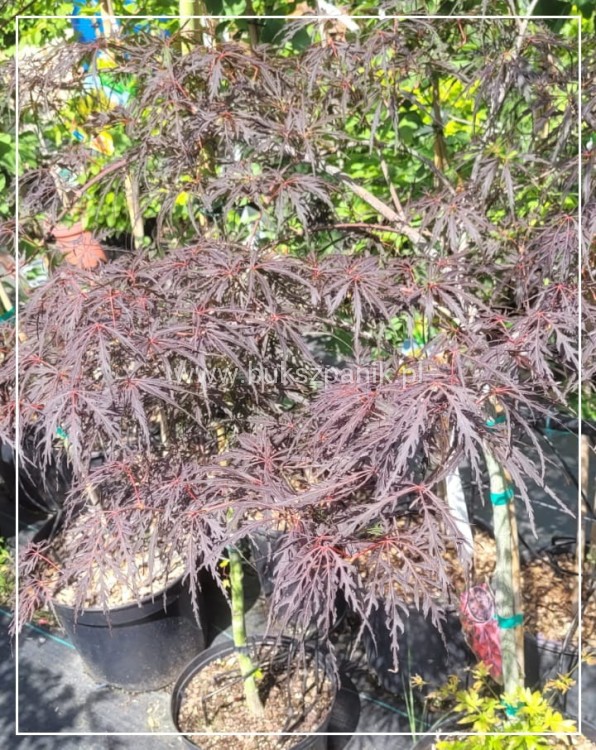 Klon Palmowy FIRECRACKER - Acer palmatum PA70-90cm