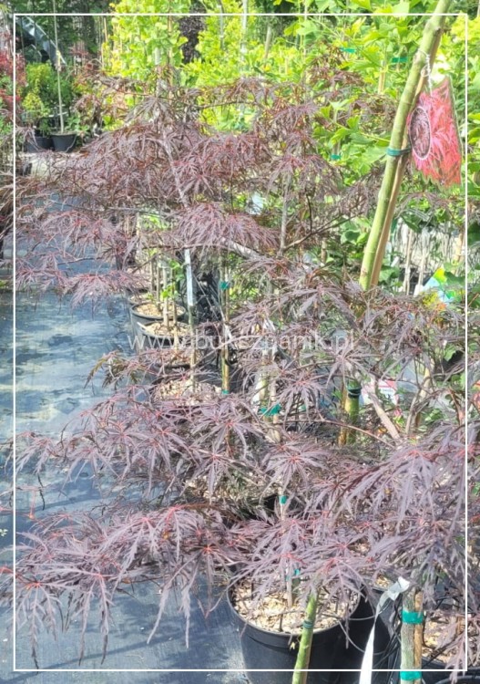 Klon Palmowy FIRECRACKER - Acer palmatum PA70-90cm