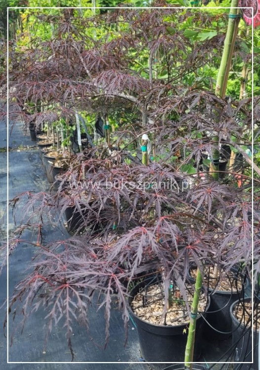 Klon Palmowy FIRECRACKER - Acer palmatum PA70-90cm
