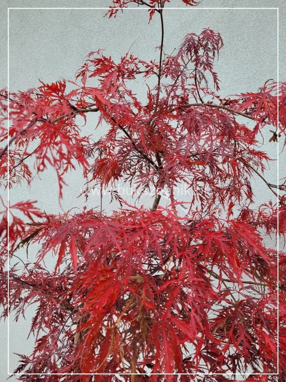 Klon palmowy GARNET- Acer palmatum Garnet ob 8-10cm