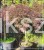 Klon palmowy GARNET- Acer palmatum Garnet ob 8-10cm