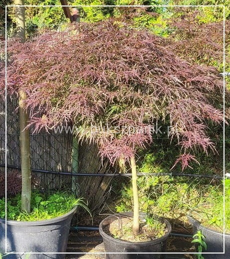 Klon palmowy GARNET- Acer palmatum Garnet ob 8-10cm