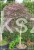 Klon palmowy GARNET- Acer palmatum Garnet ob 8-10cm