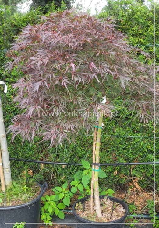 Klon palmowy GARNET- Acer palmatum Garnet ob 8-10cm