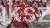 Klon palmowy GARNET- Acer palmatum Garnet ob 8-10cm