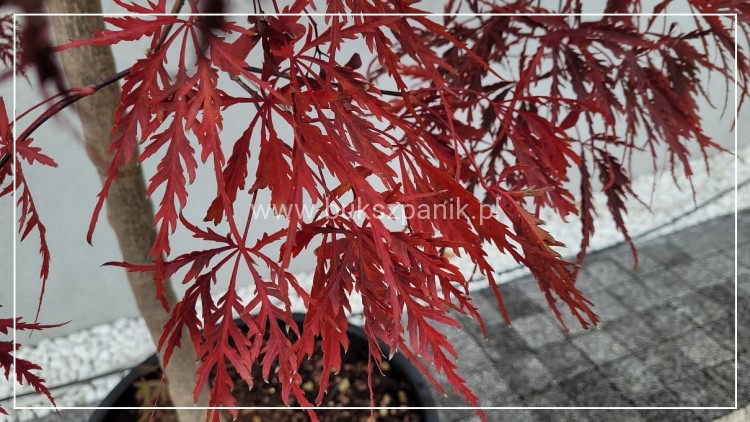 Klon palmowy GARNET- Acer palmatum Garnet ob 8-10cm