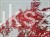 Klon palmowy GARNET- Acer palmatum Garnet ob 8-10cm