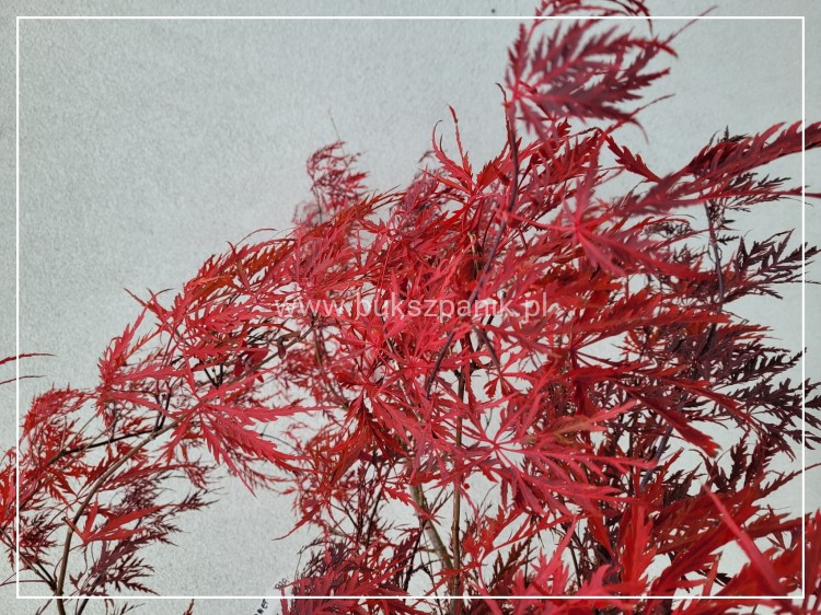 Klon palmowy GARNET- Acer palmatum Garnet ob 8-10cm