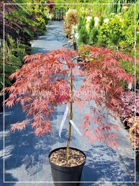 Klon palmowy GARNET- Acer palmatum Garnet PA70-90cm