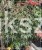Klon palmowy GARNET- Acer palmatum Garnet PA70-90cm