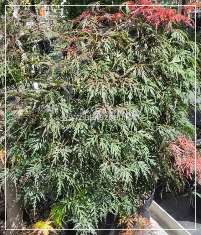 Klon palmowy GARNET- Acer palmatum Garnet PA70-90cm