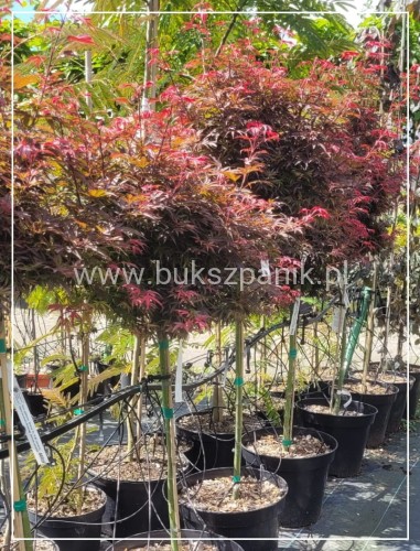 Klon Palmowy Shaina- Acer palmatum PA70-90cm,