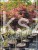 Klon Palmowy Shaina- Acer palmatum PA70-90cm,