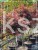 Klon Palmowy Shaina- Acer palmatum PA70-90cm, / 40-60 C5